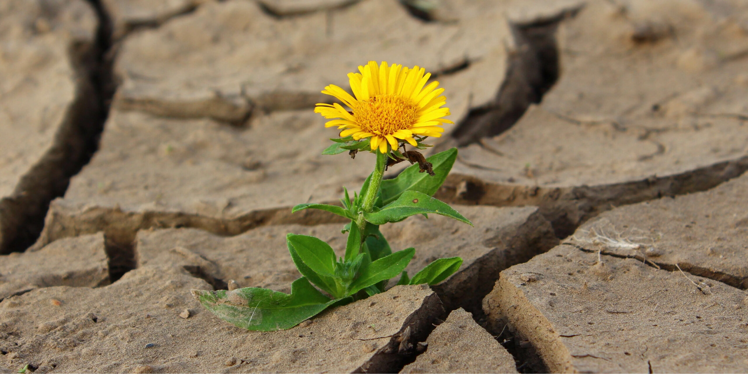 Every entrepreneur faces crossroads. Tom Potter, founder of Eagle Boys Pizza, and Damien Boehm, founder of Urban Clean, both prove that adversity and disruption can spark extraordinary opportunities.